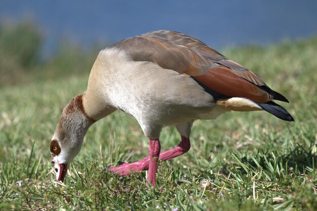 Egyptian goose perching on open field