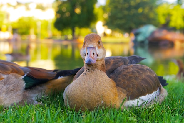 シュトゥットガル公園の夏の夜、水の近くの緑の草の上で休むエジプトのガチョウ