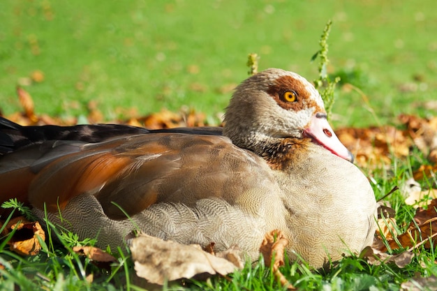 エジプトのガチョウは、公園の緑の芝生にかかっています