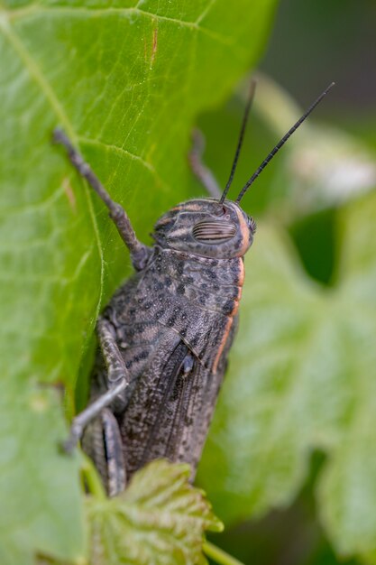 Egyptian locust on vineyard