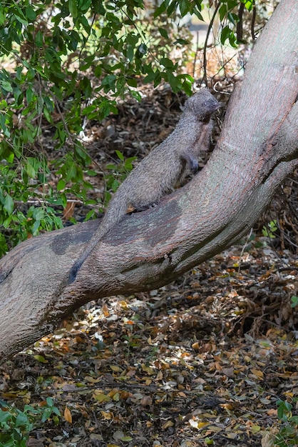 Egyptian mongoose ichneumon Herpestes ichneumon Malaga Spain