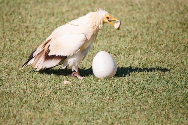 Egyptian vulture breaking plastic eggs with stones