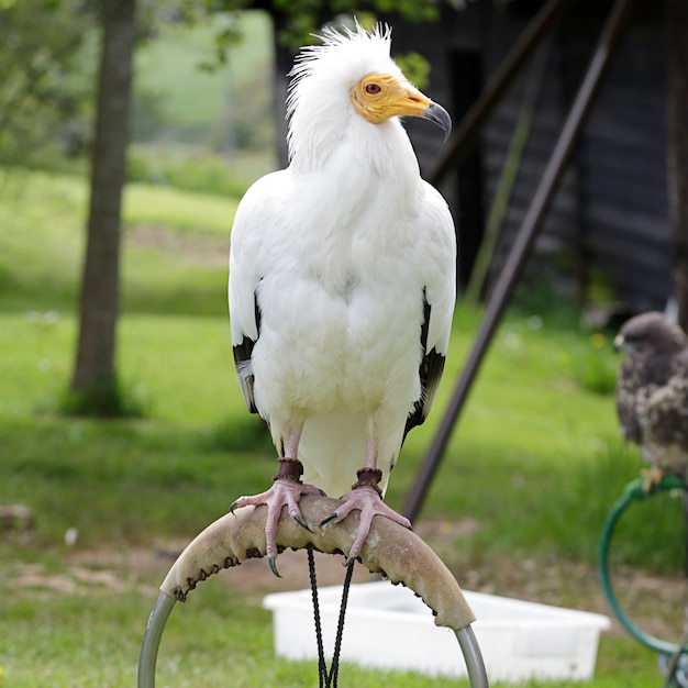 Egyptian vulture (Neophron percnopterus) perched on an innkeeper