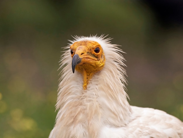 Egyptian vulture (Neophron percnopterus)