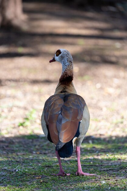 Egyptische gans in het park