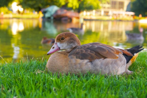 Egyptische gans rustend op het groene gras in de buurt van het water op een zomeravond in het park