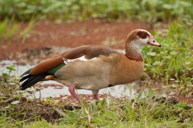 Foto egyptische gans