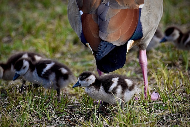 Foto egyptische ganzen op het grasveld