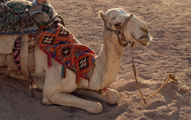 Egyptische kameel ligt in de zon