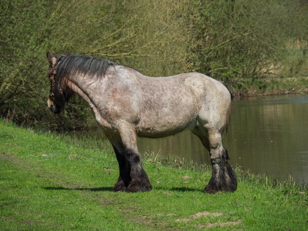 Photo eibergen in the netherlands