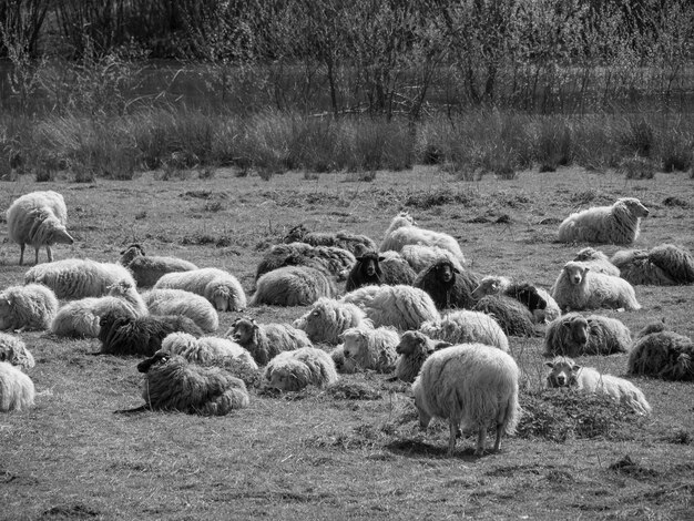 Photo eibergen in the netherlands