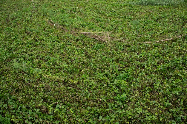 Eichhornia crassipes or Common water hyacinth and many garbage on surface of water in Sakae Krang river at Uthaithani city in Uthai Thani Thailand