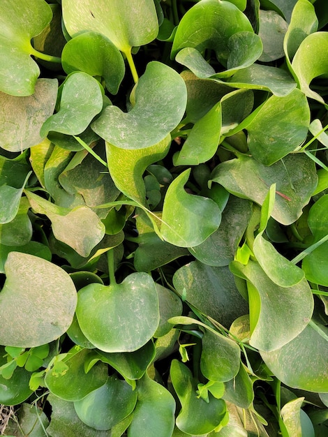 Eichhornia crassipes natural backrgound