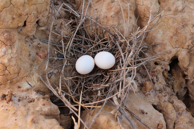 eieren in het nest