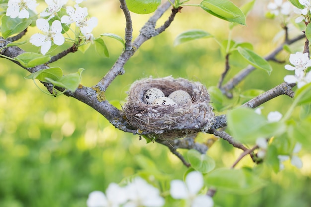 Eieren in nest buiten