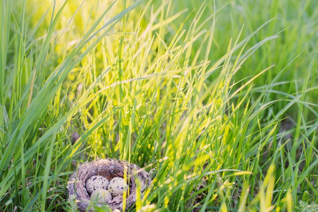 Eieren in nest buiten