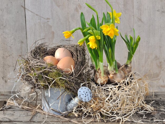 Eieren in nest met narcissen