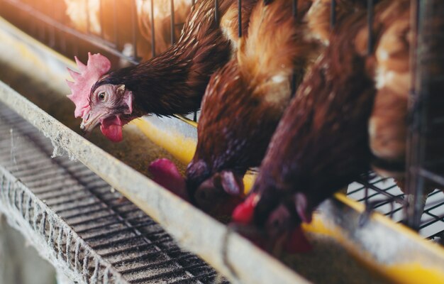 Eieren Kippen, kippen in kooien industriële boerderij