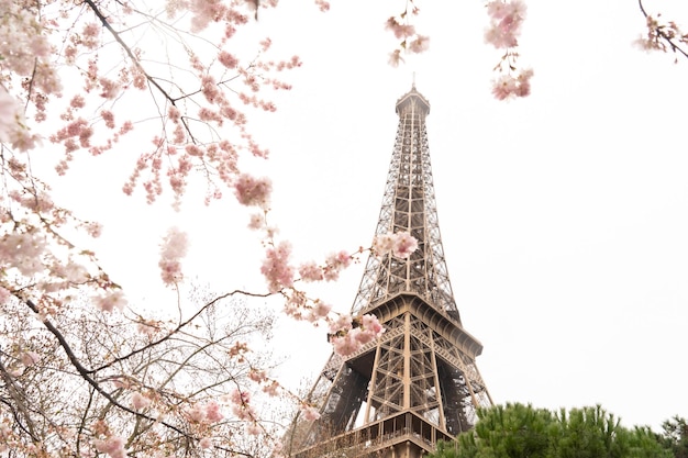 Eiffel tour and from Trocadero Paris