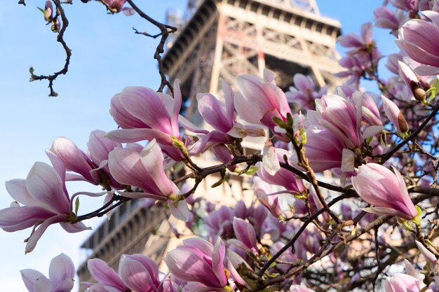 Eiffel tower with pink magnolia spring flowers paris france