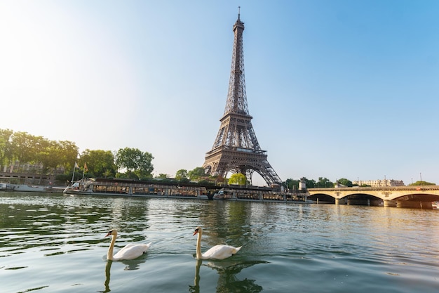 Eiffeltoren, parijs in frankrijk met zwanen aan de rivier de seine