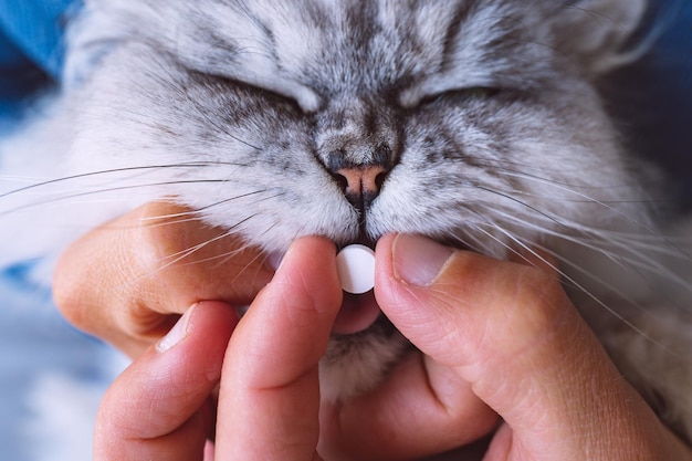 Eigenaar die een pil of tablet geeft aan zijn zieke kat. Medicijnen voor dieren. Anthelminthicum voor huisdieren. Hoge kwaliteit foto