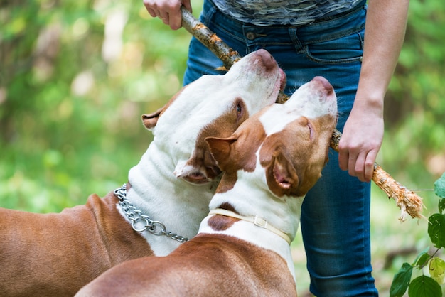 Eigenaar die twee pitbulls in openlucht opleidt.