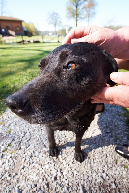 Eigenaar die zijn zwarte hond aait