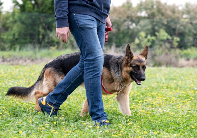 Eigenaar en duitse herder