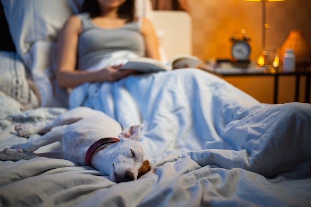 Eigenaar en hond in de slaapkamer. jack russell terriër geniet en ontspant nadat hij op het bed kan slapen. gelukkige vriendschap met gezelschapsdier thuis. grappig met aziatische vrouw 's nachts. leesboek