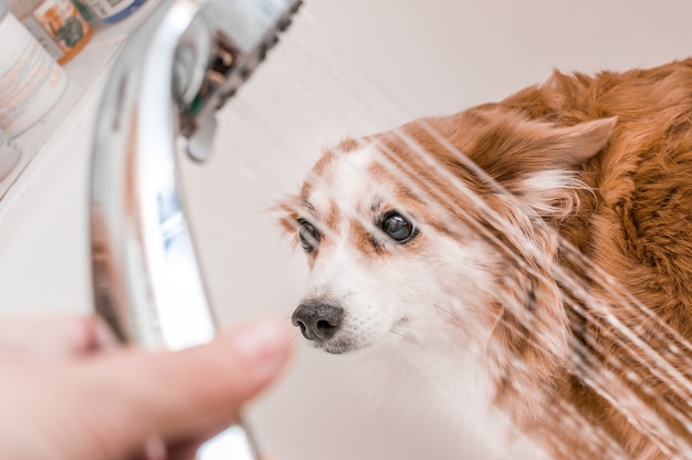 Eigenaar giet een douche in de badkamer van zijn hond. Hondenhygiëne concept