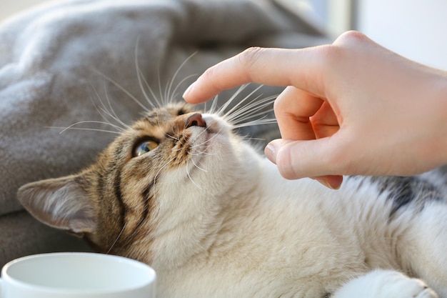 Eigenaar spelen met schattige grappige kat thuis close-up