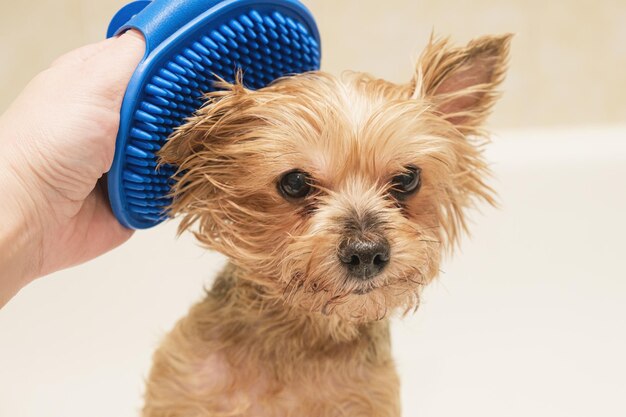 Eigenaar van de hond kamt de vacht van het dier met een rubberen massageborstel