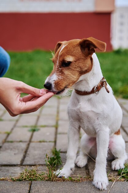 Foto eigenaar voedt zijn hond buiten jack russell terrier eet voedsel uit de hand van de eigenaar