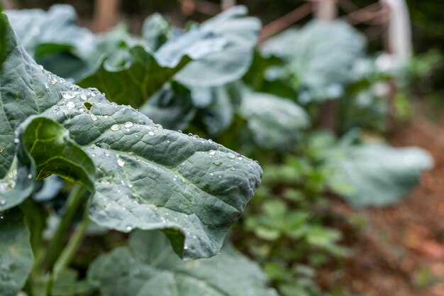 Eigengemaakte moestuinclose-up