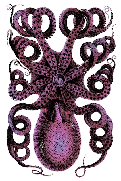 eight armed cuttle fish png sticker vintage illustration transparent background