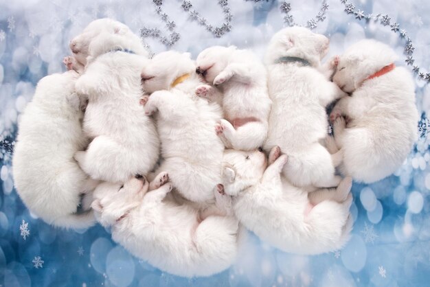 Photo eight puppies white fluffy small samoyed puppies dogs are sleeping on blue background