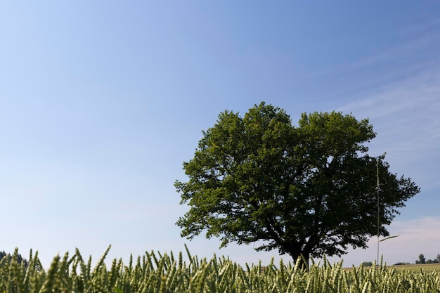 Eik met groen blad in een veld met groene tarwe