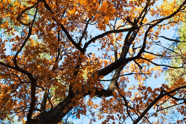 Eik van onderen met gele herfstbladeren