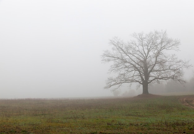 Eik zonder loof in de dichte mist van een herfstochtend