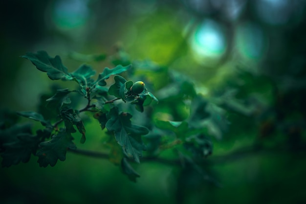 Eikels op groene eiken natuurlijke achtergrond