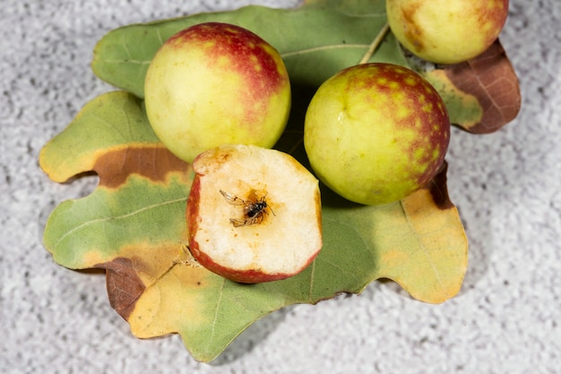 Eiken appels aan de onderzijde van een eikenblad. eikenappel, een vlieg is zichtbaar in de sectie, een insectenplaag van de nootwormfamilie Cynipidae