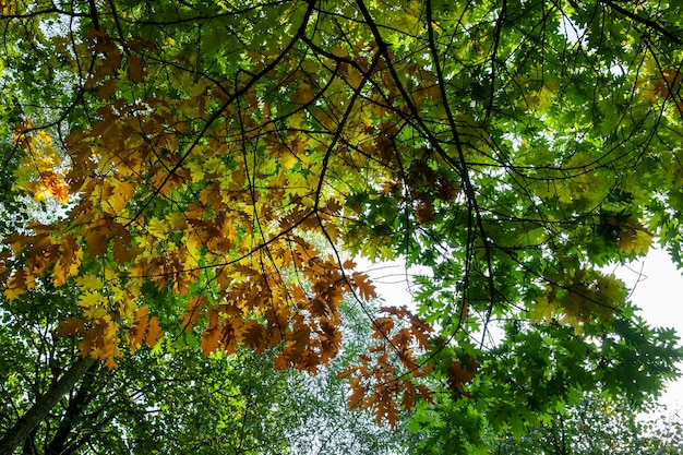 Eiken gebladerte wordt geel in de herfst tijdens bladval