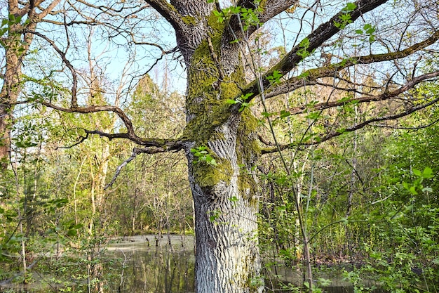 Eiken groeien op een moeras, stam en takken van een boom bedekt met groen mos