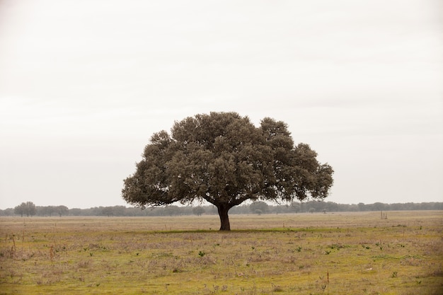 Eiken holms, ilex in een mediterraan bos.