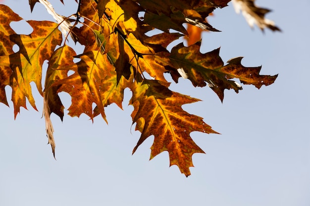 eiken in de herfst