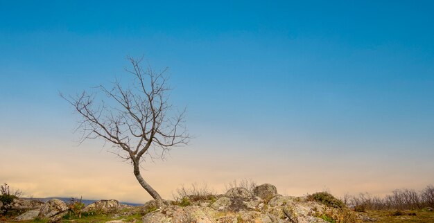 Eiken in de winter in El Espinar, in Segovia. Nationaal park Sierra de Guadarrama. Panoramische fotografie van geïsoleerde bomen