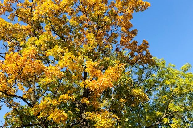 eiken in het bos