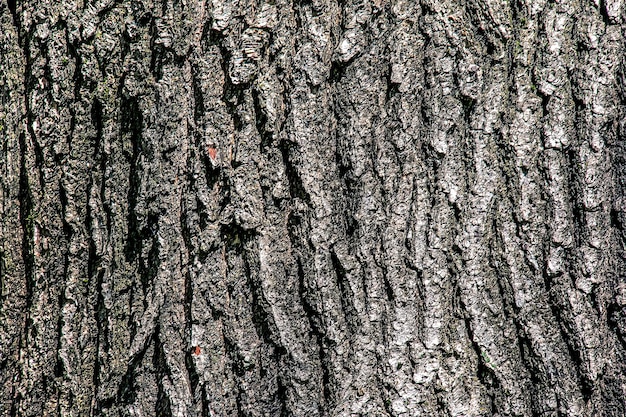 Eiken schors close-up De textuur van de stam van de Quercus petraea eiken huid van de bosnatuur