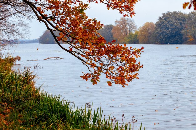 Eiken tak met droge herfstbladeren die over de rivier hangen, herfstzicht